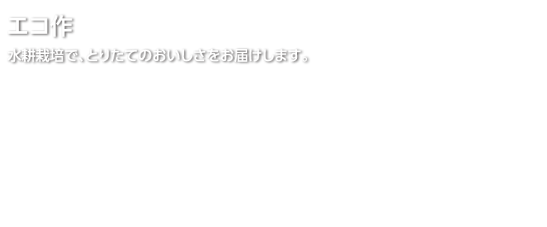 エコ作 水耕栽培で、とりたてのおいしさをお届けします。