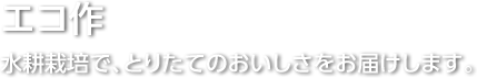 エコ作/水耕栽培で、とりたてのおいしさをお届けします。