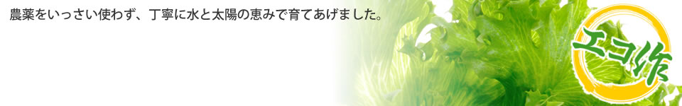 太陽の光をたくさん浴び、水耕栽培で農薬を使わず野菜を育てています。